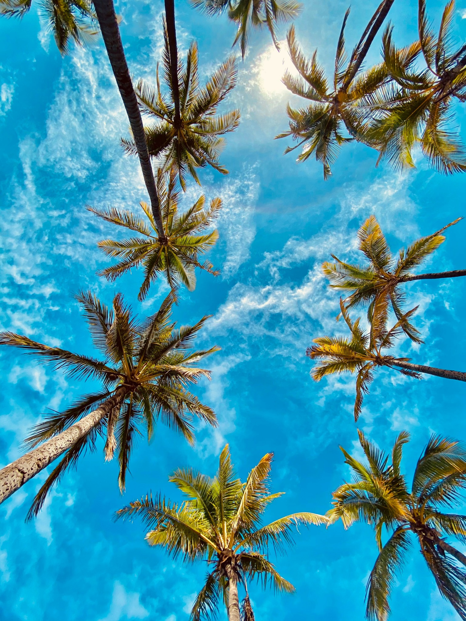 Palms against sunny sky