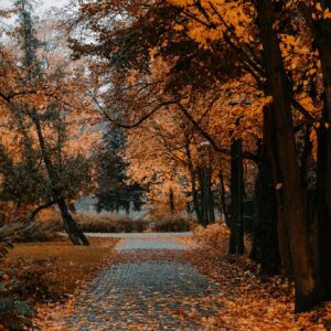 Paved path autumn trees