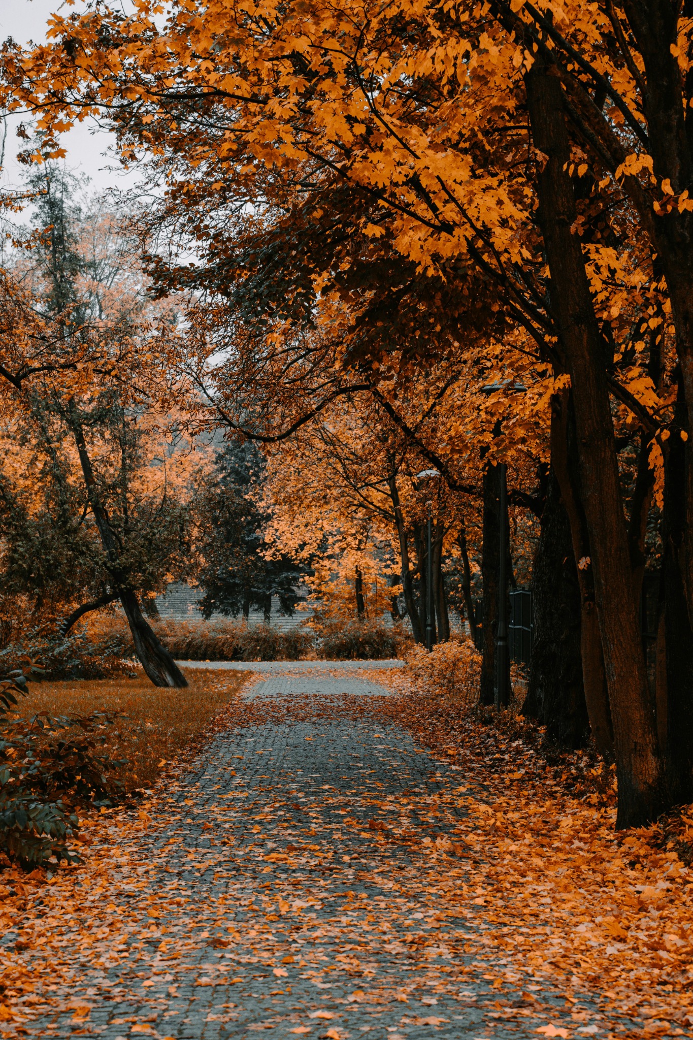 Paved path autumn trees