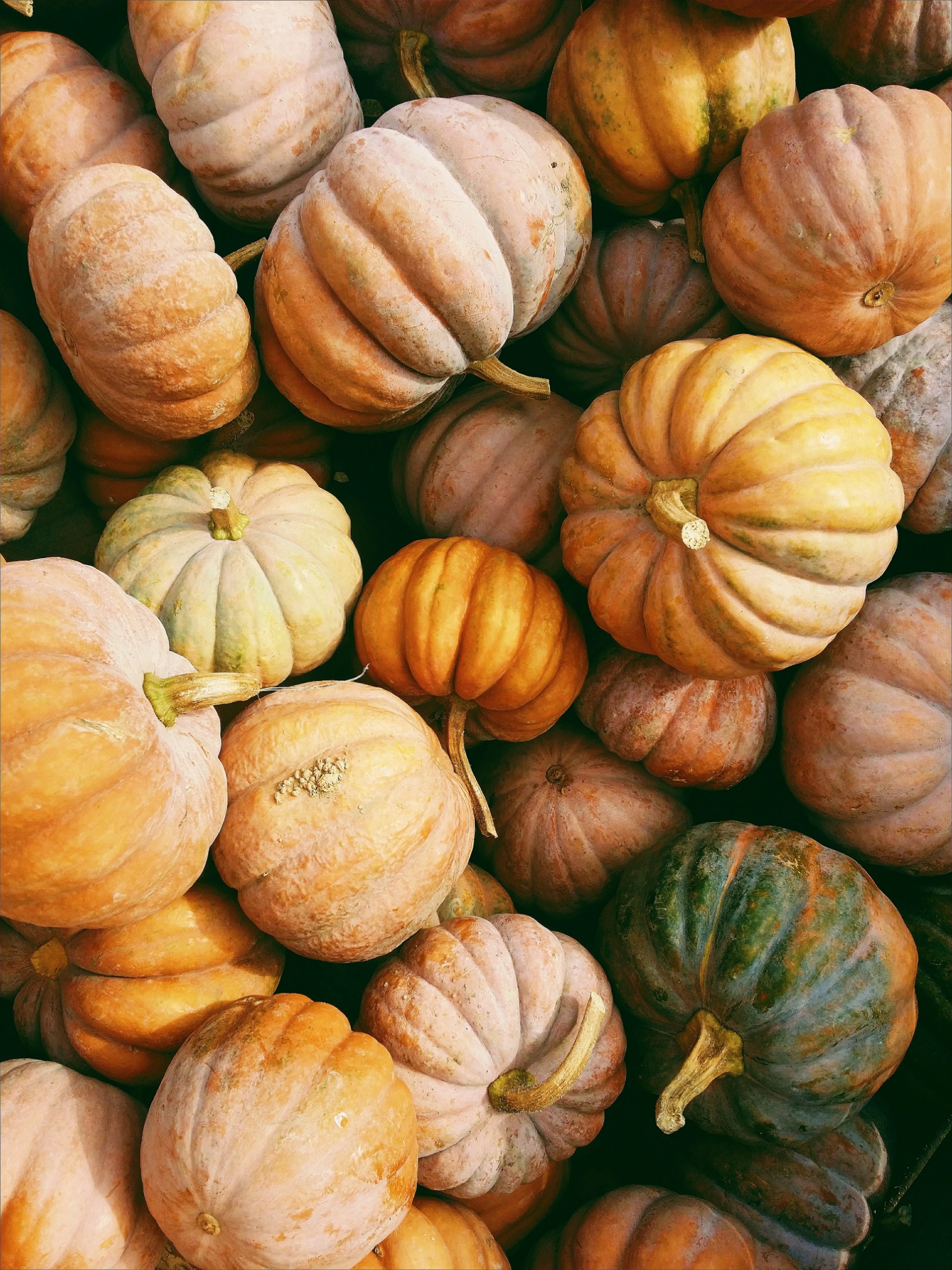 Pile of autumn pumpkins