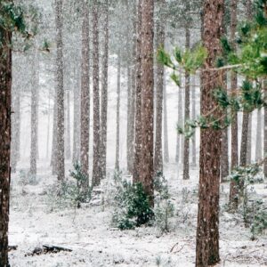 Pine forest light snowfall