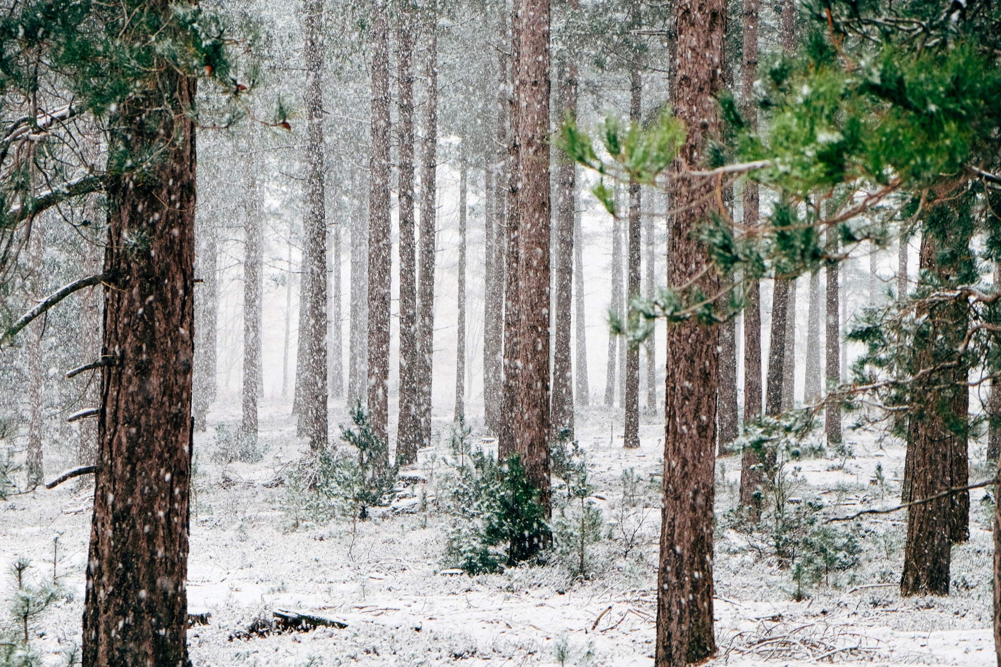 Pine forest light snowfall