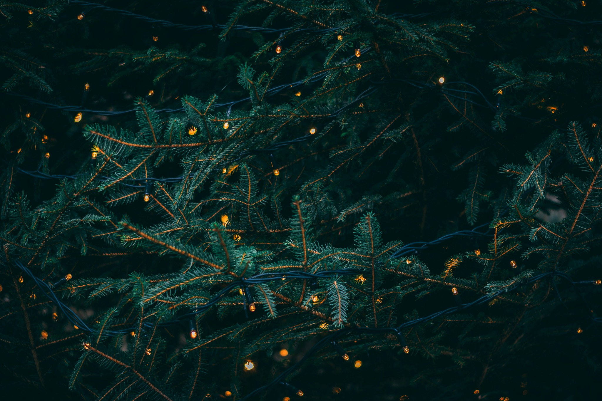 Pine tree branches with fairy lights