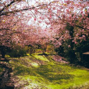 Pink cherry blossoms canopy path