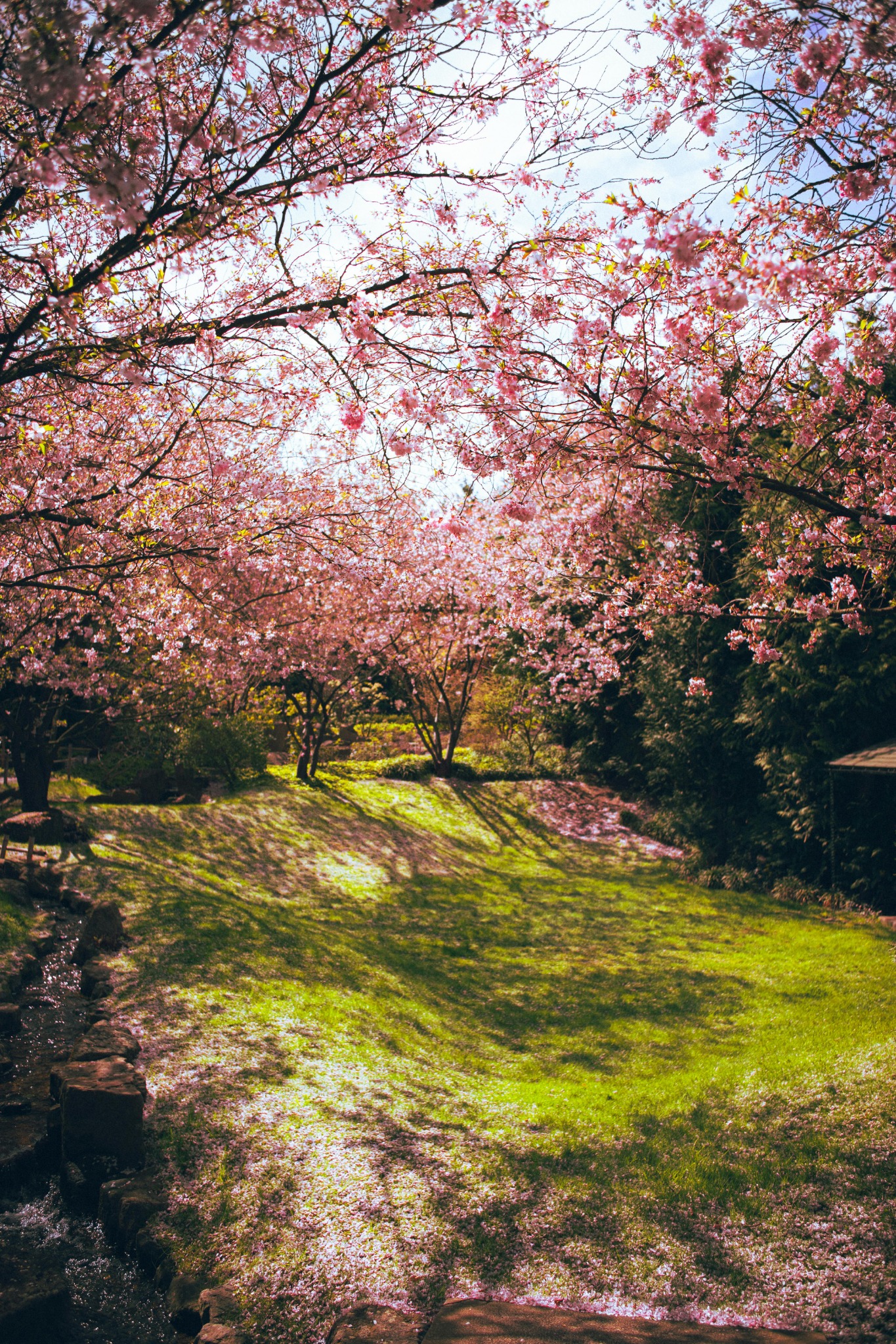 Pink cherry blossoms canopy path