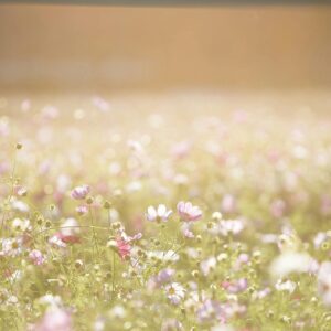 Pink cosmos field golden hour