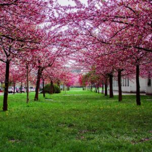 Pink spring blossom alley