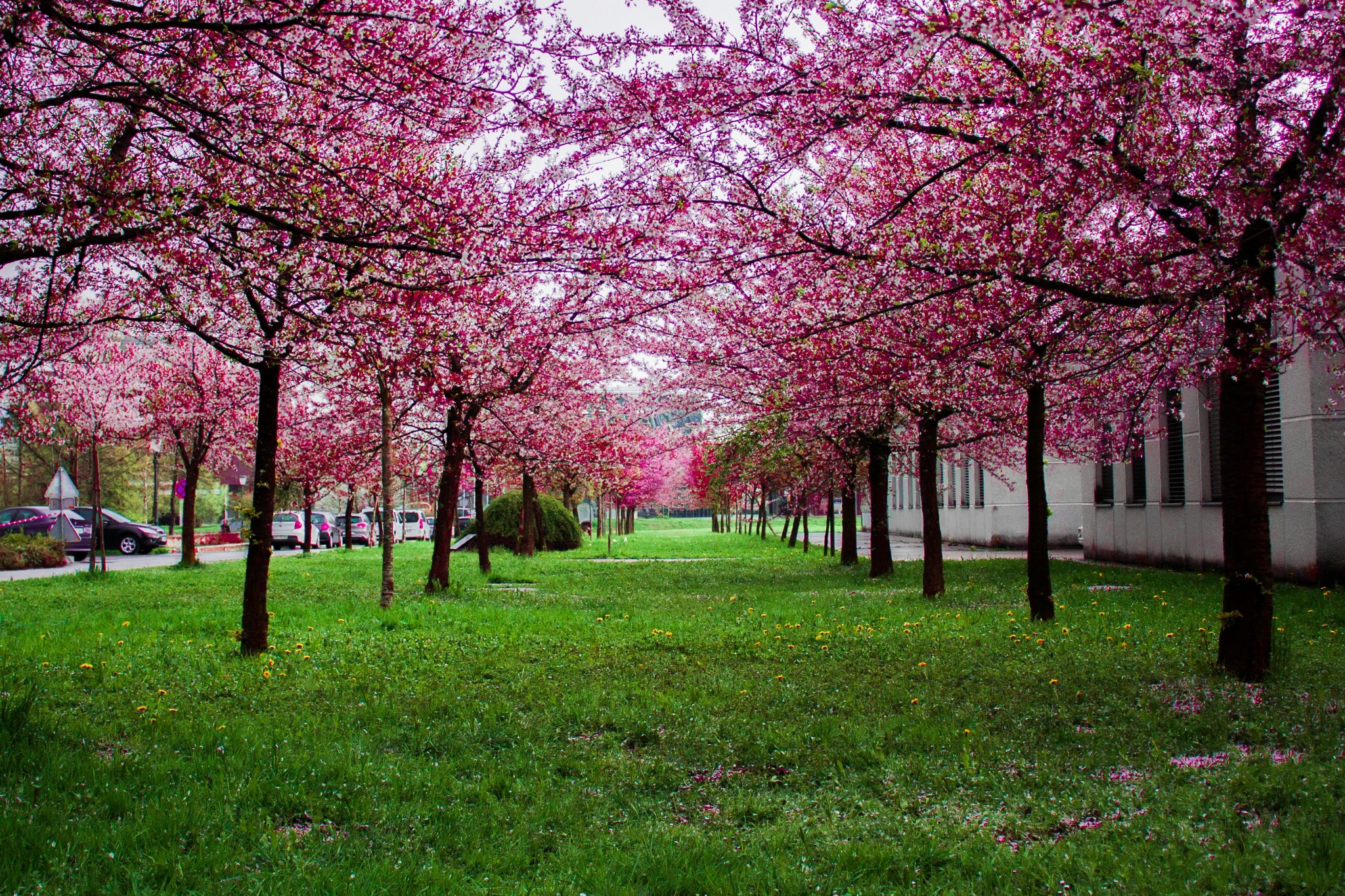 Pink spring blossom alley