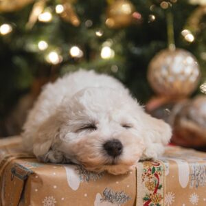 Puppy sleeping on christmas present