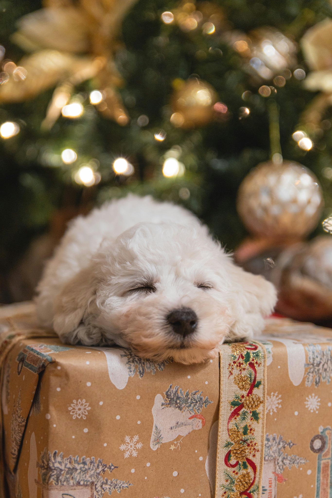 Puppy sleeping on christmas present