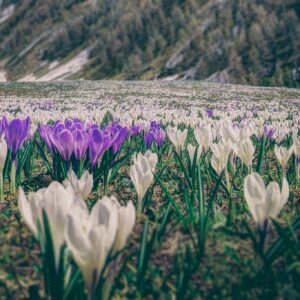 Purple white crocuses mountain field