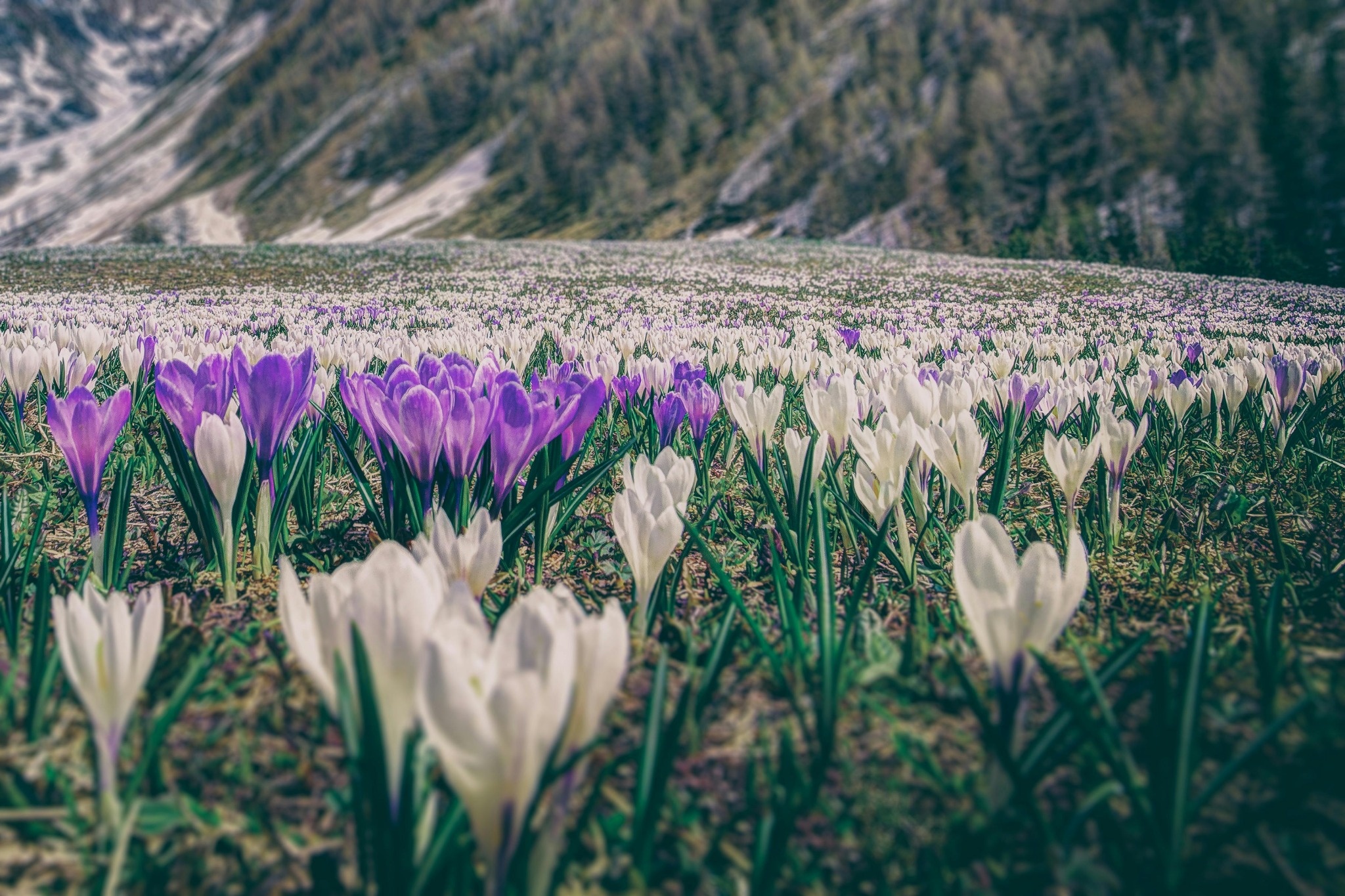 Purple white crocuses mountain field