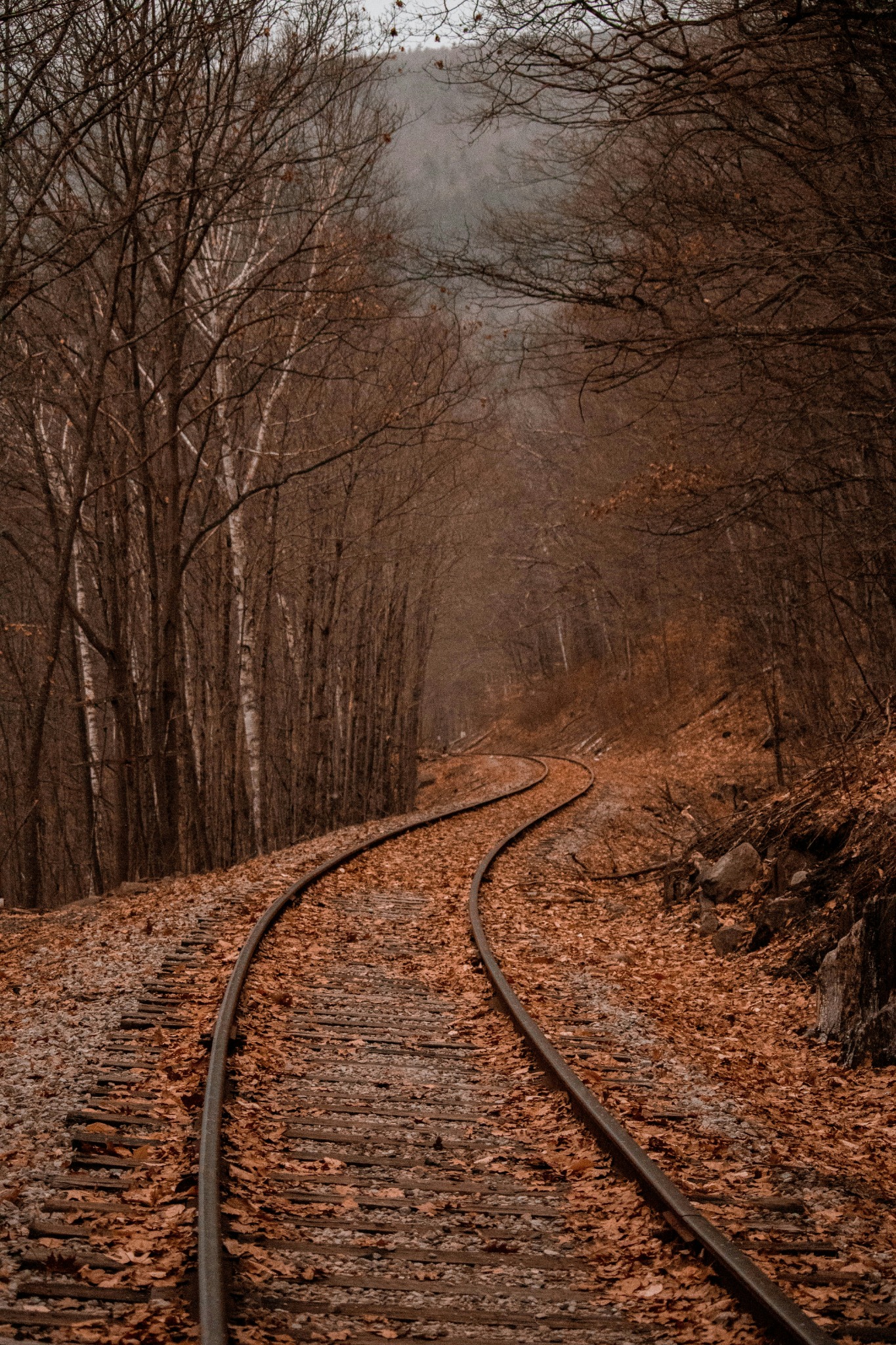 Railroad tracks fall leaves
