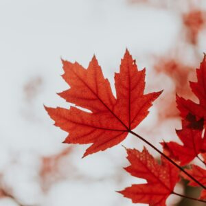 Red autumn leaf close up