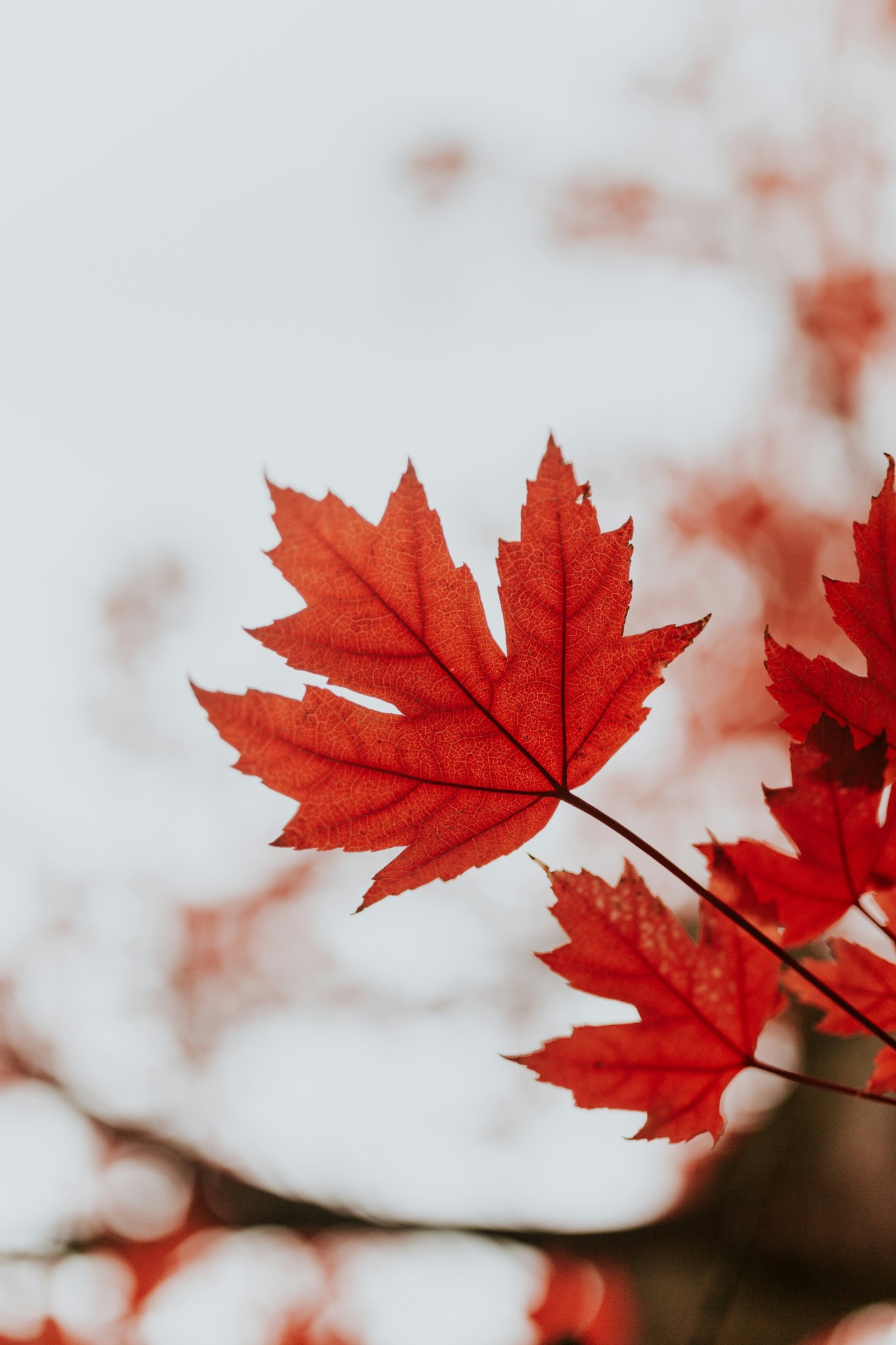 Red autumn leaf close up