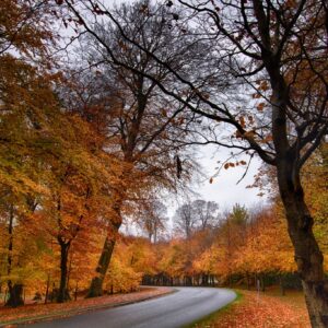 Road through autumn forest