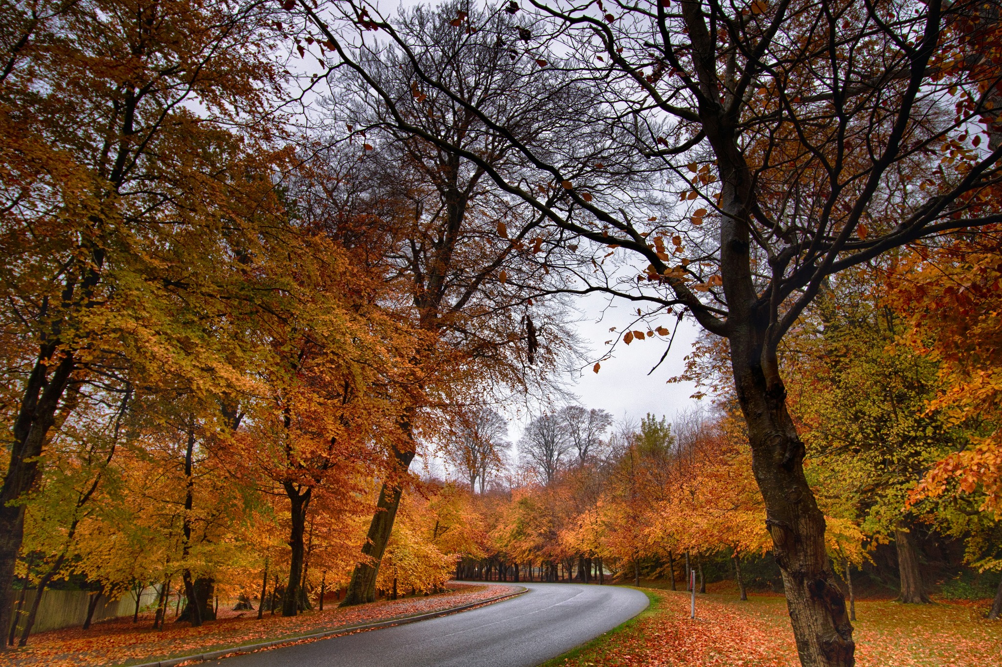 Road through autumn forest