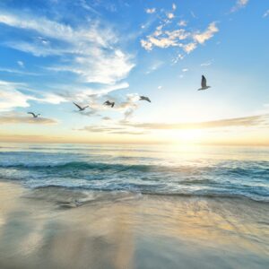 Seagulls flying beach sunset