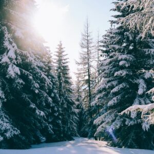 Serene winter forest pathway