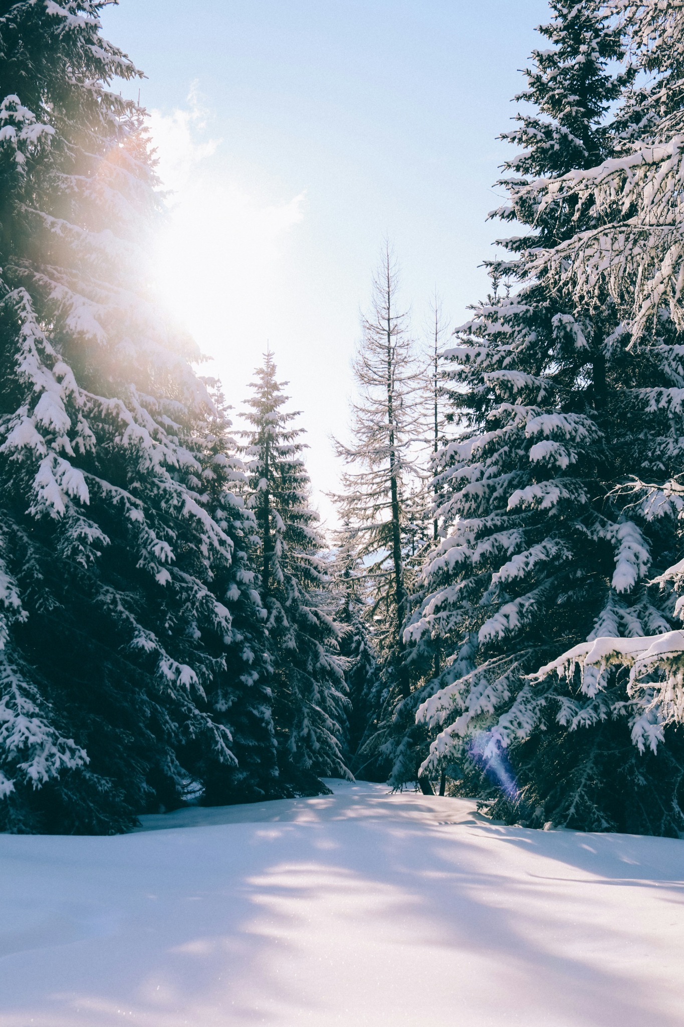 Serene winter forest pathway