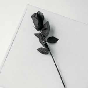 Single black rose plain background