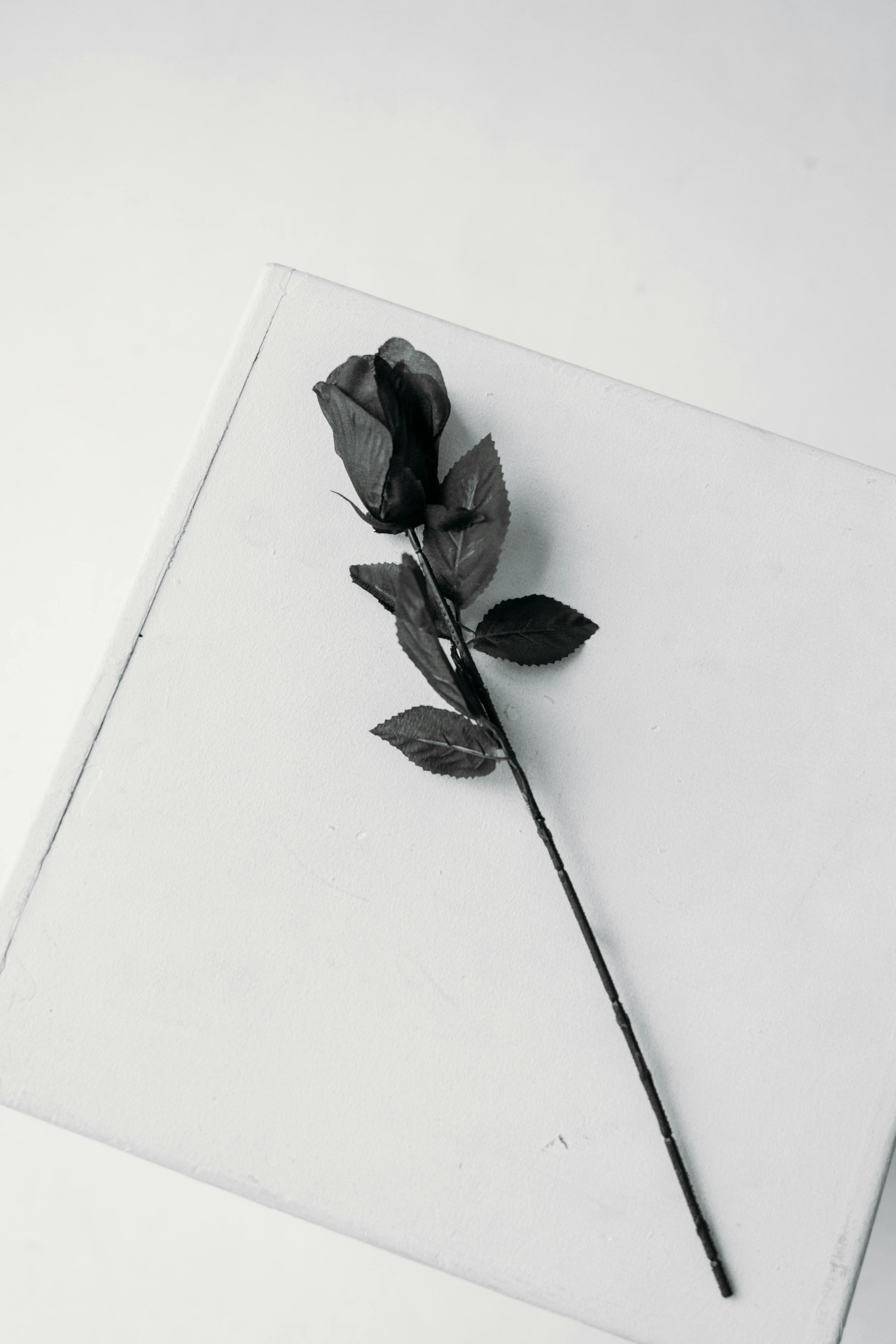Single black rose plain background