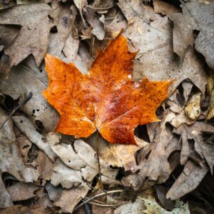 Single fall leaf on ground