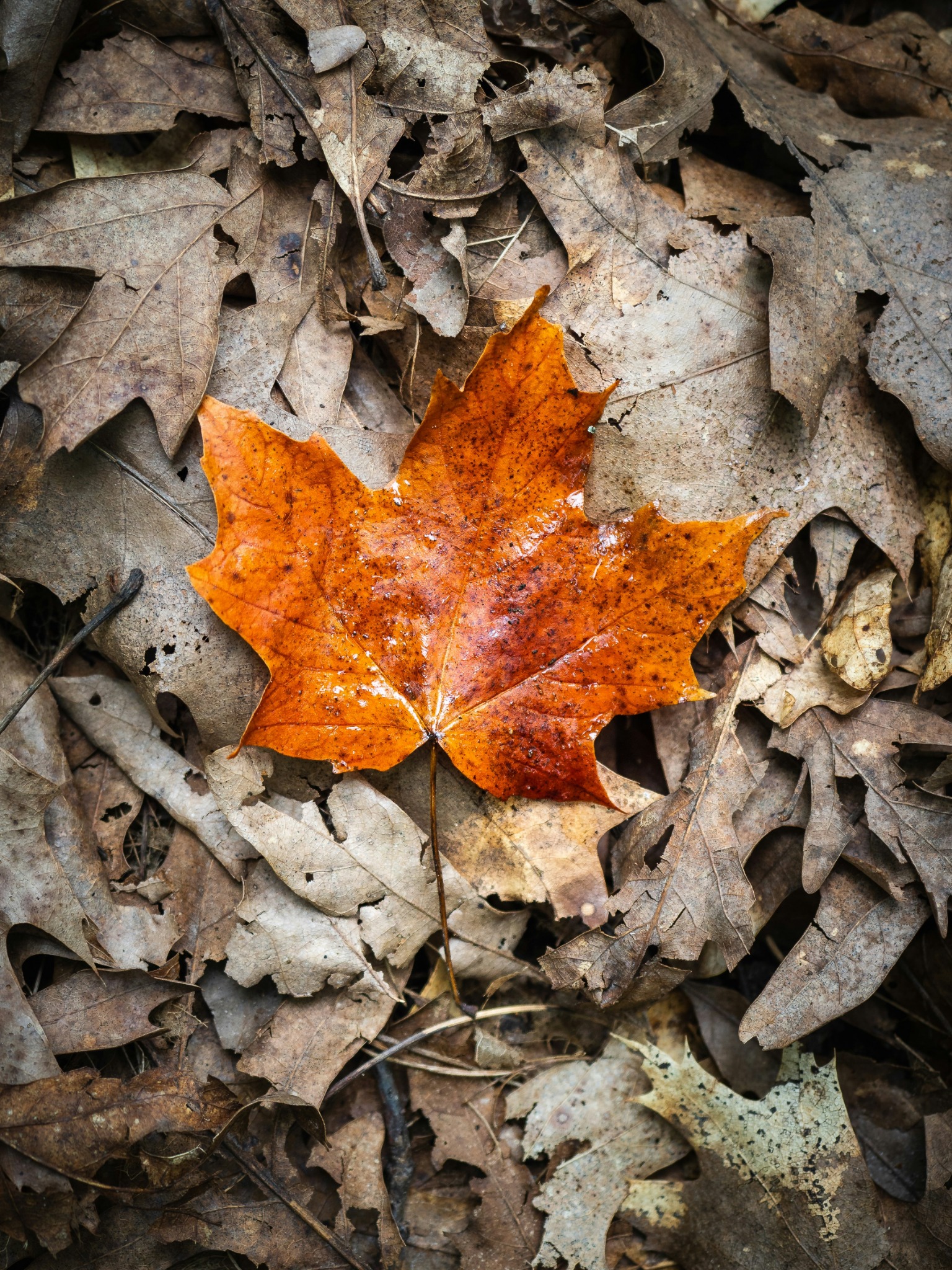 Single fall leaf on ground