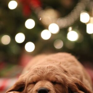 Sleeping dog and christmas lights bokeh