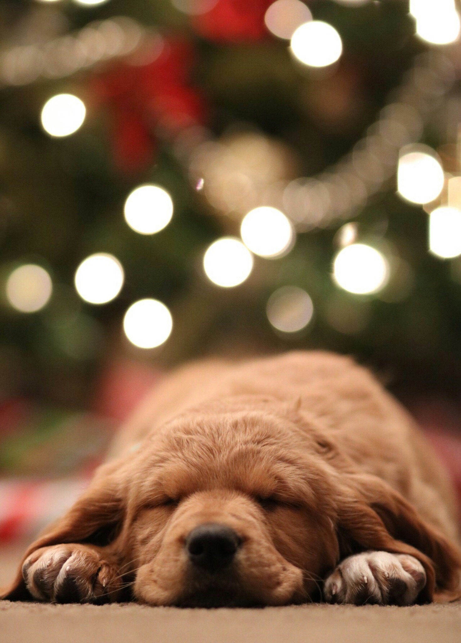Sleeping dog and christmas lights bokeh