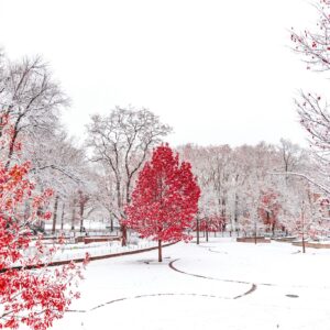 Snowy park red tree winter scene