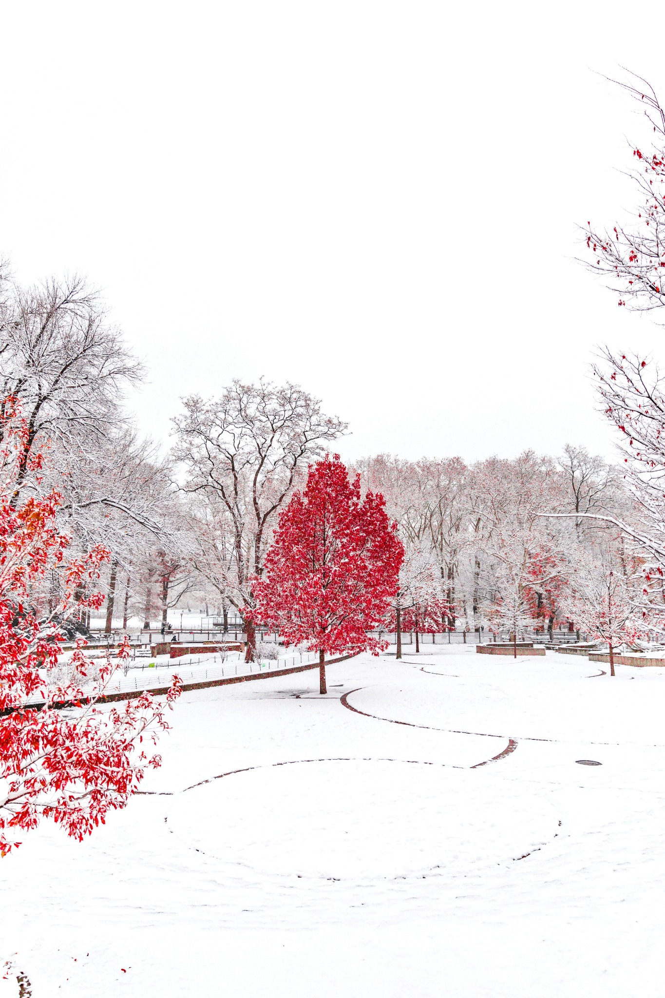 Snowy park red tree winter scene