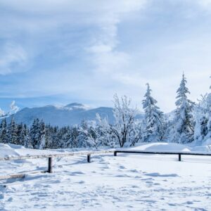 Snowy trees mountain scape