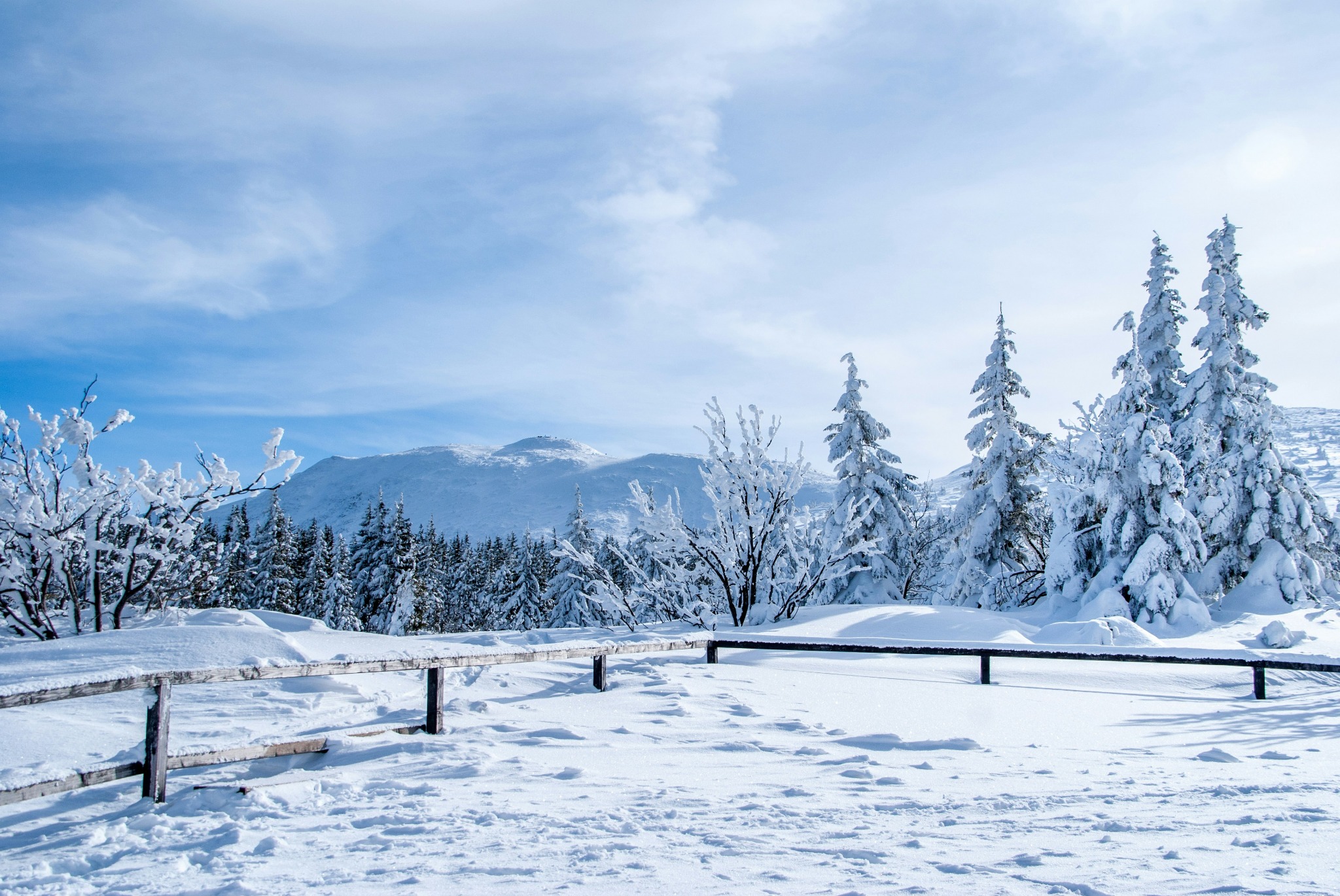 Snowy trees mountain scape