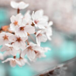 Soft spring cherry blossoms