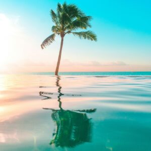 Solitary palm tree reflection