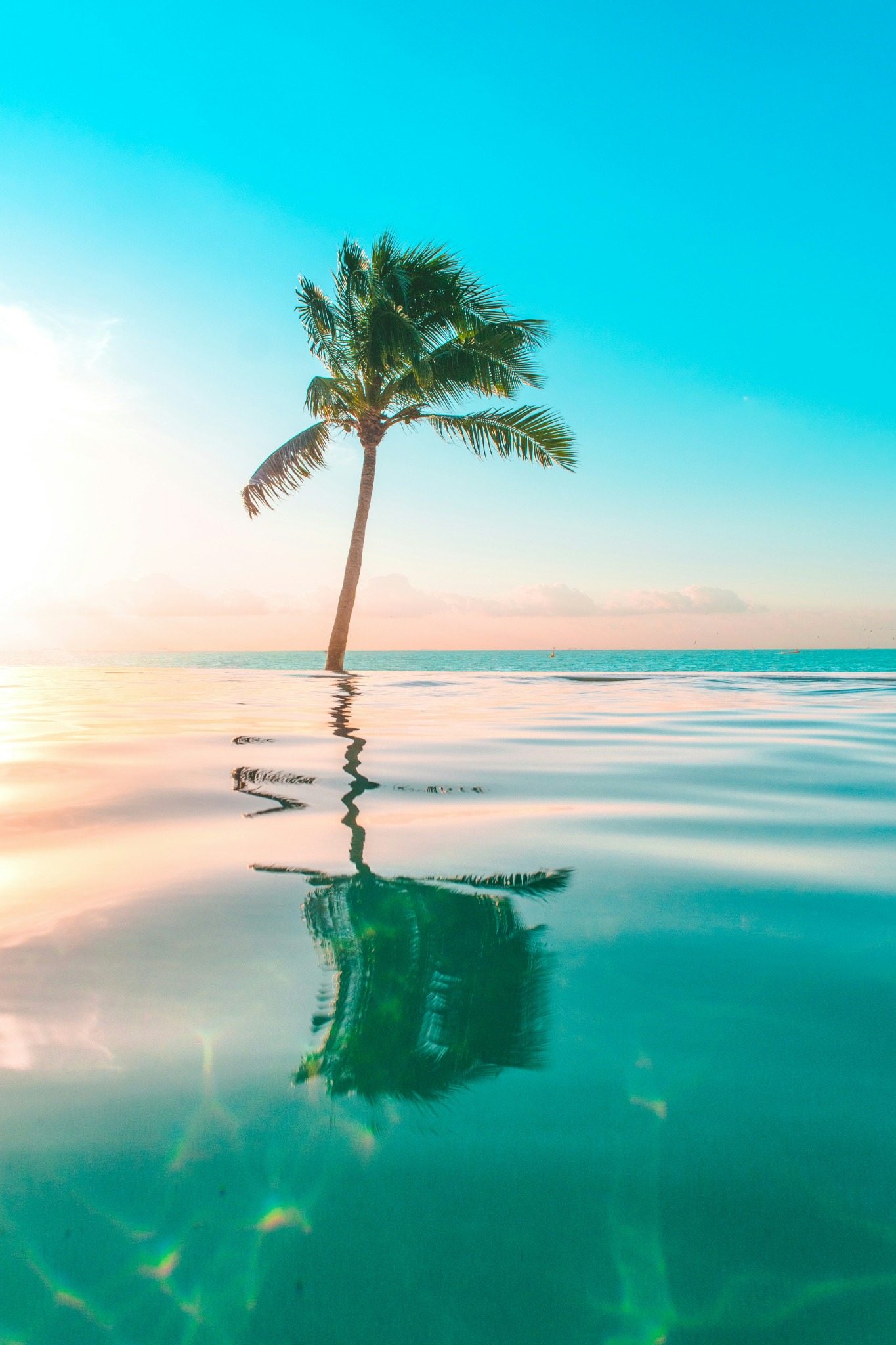 Solitary palm tree reflection