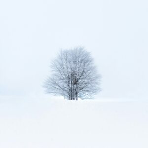Solitary tree snow field