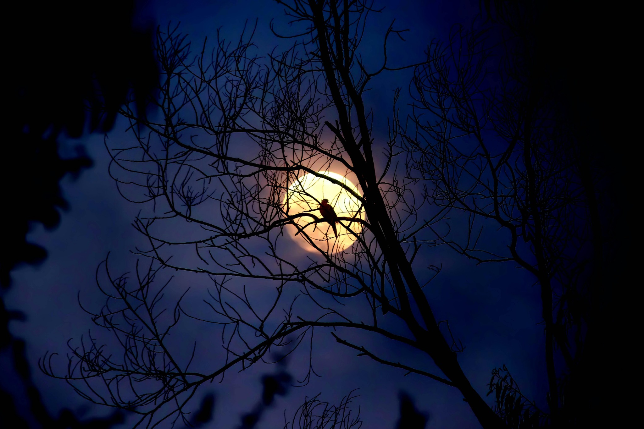 Spider silhouette full moon