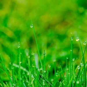 Spring fresh grass dew drops