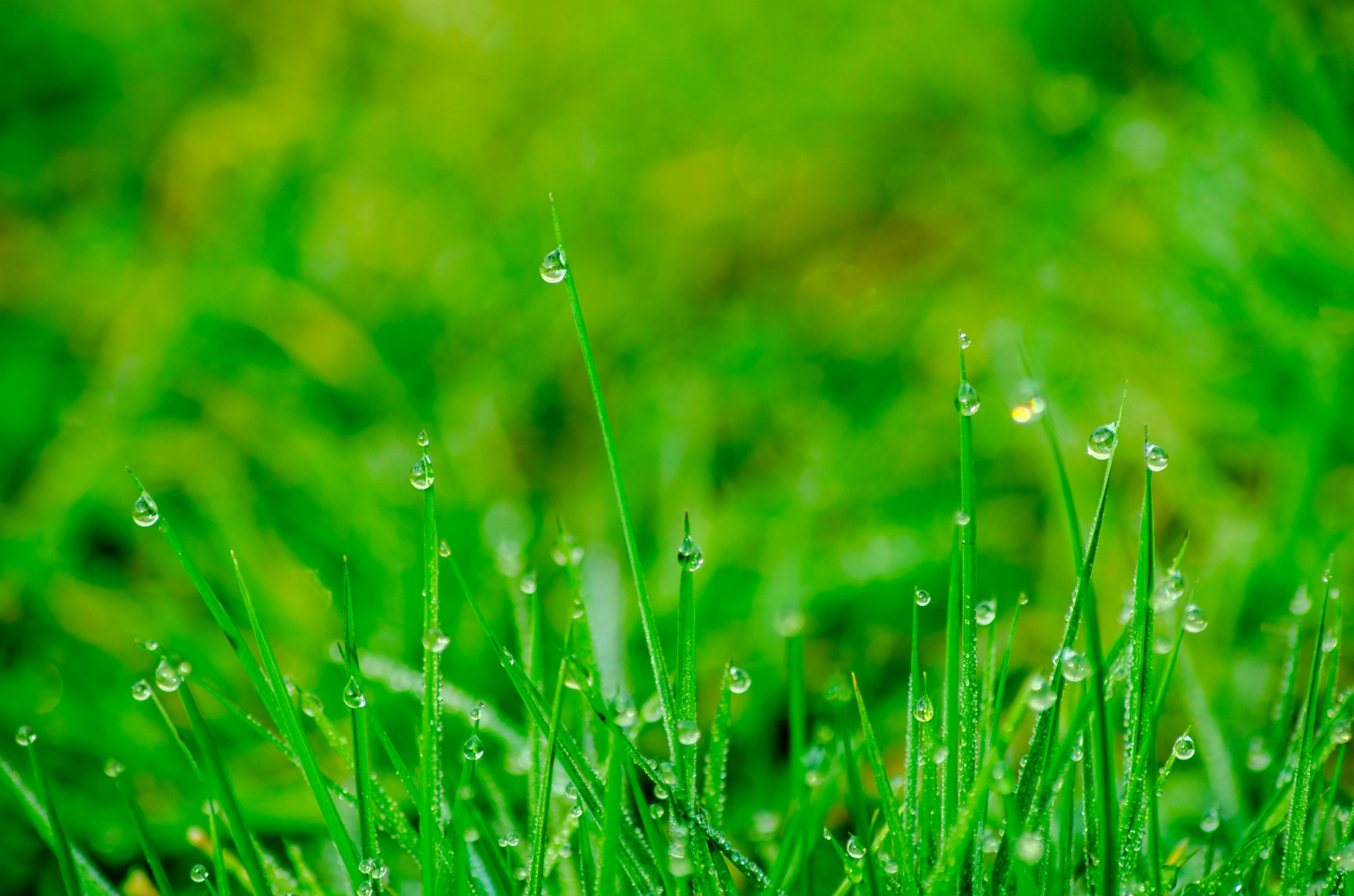 Spring fresh grass dew drops