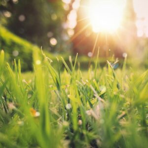 Spring green grass sunlight