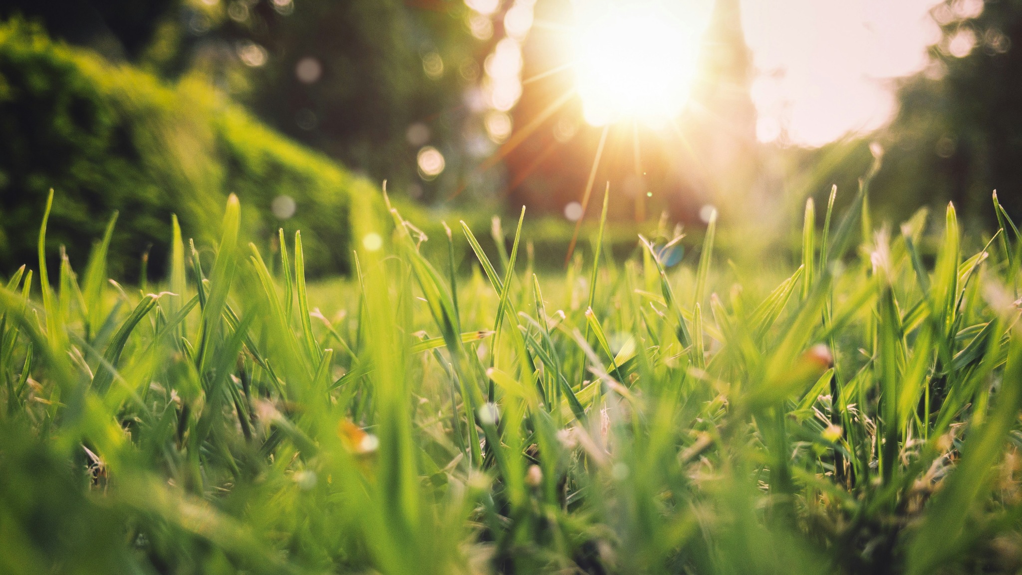 Spring green grass sunlight