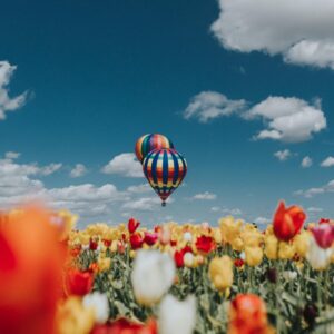 Spring hot air balloon tulip field