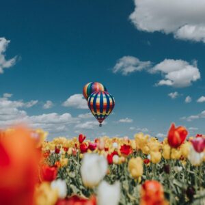 Spring hot air balloon tulip field