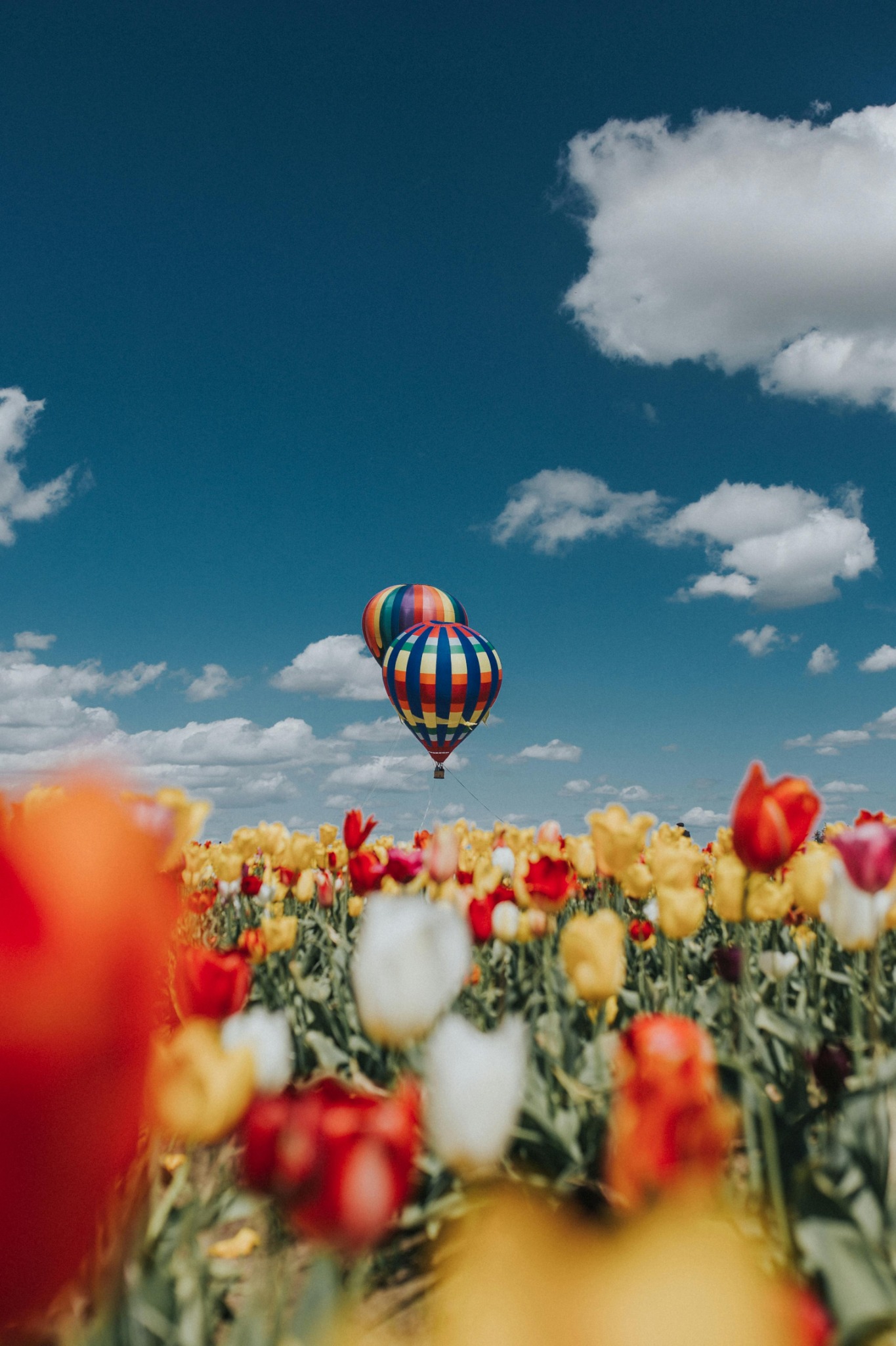Spring hot air balloon tulip field