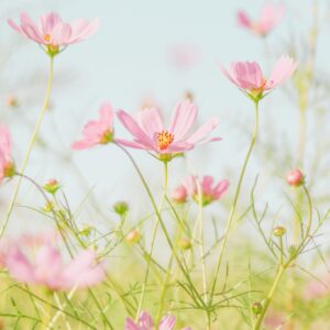 Spring pink cosmos clear sky
