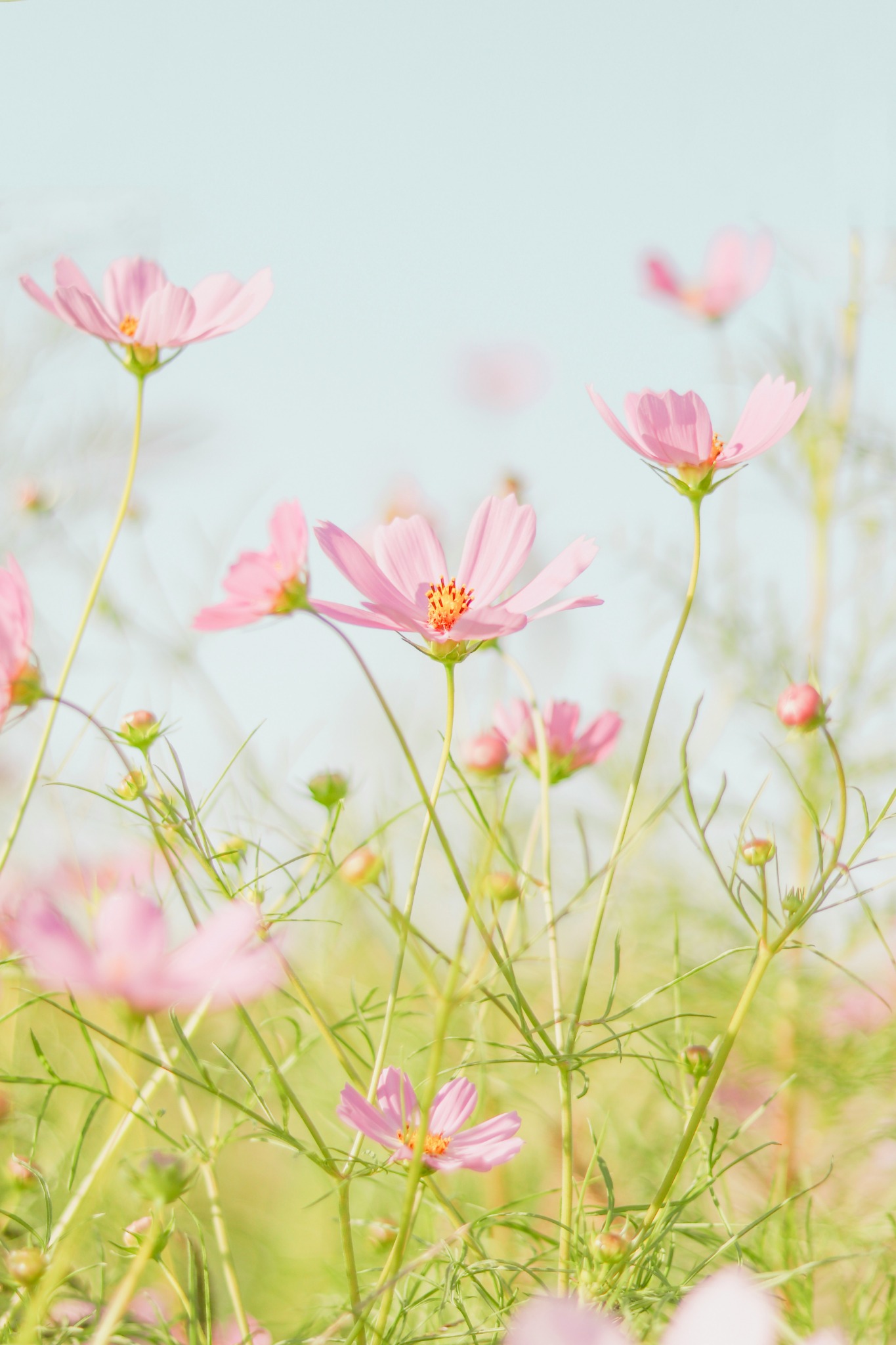 Spring pink cosmos clear sky