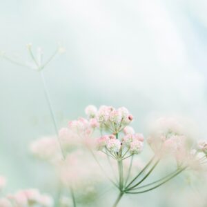 Spring soft focus pink flowers