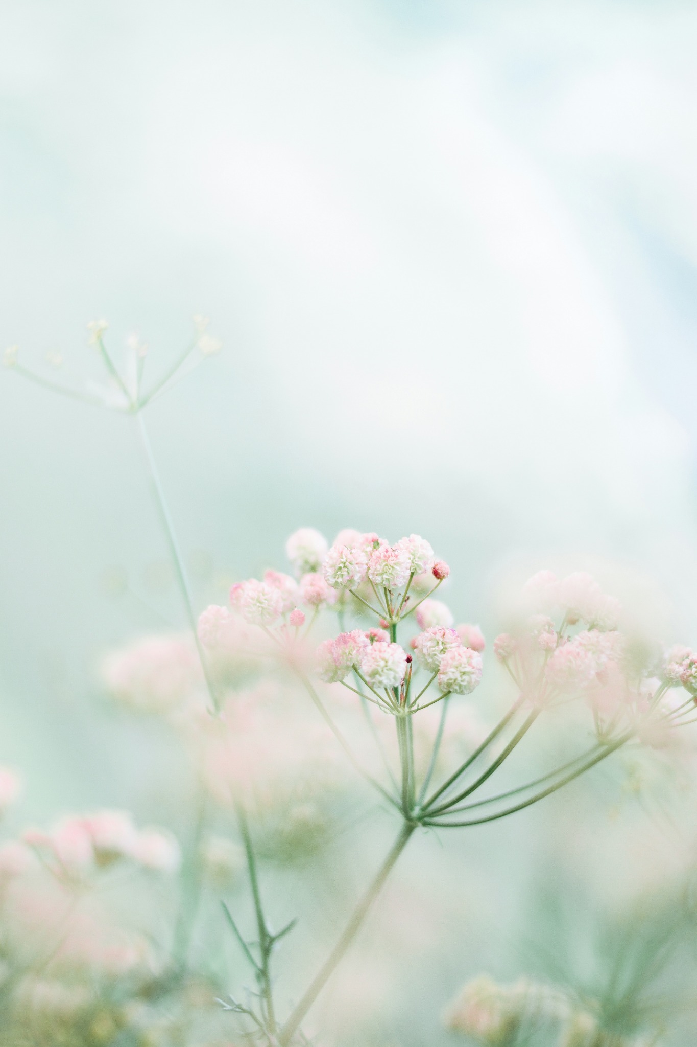 Spring soft focus pink flowers